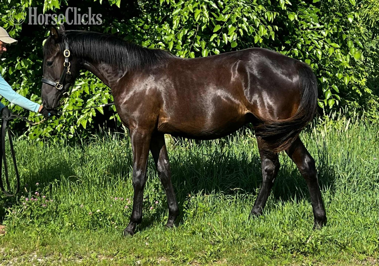 "2024 black gelding out of Batida" Black Gelding Warmblood in Wisconsin