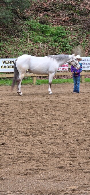 "Laced to Impress" Buckskin Mare Quarter Pony