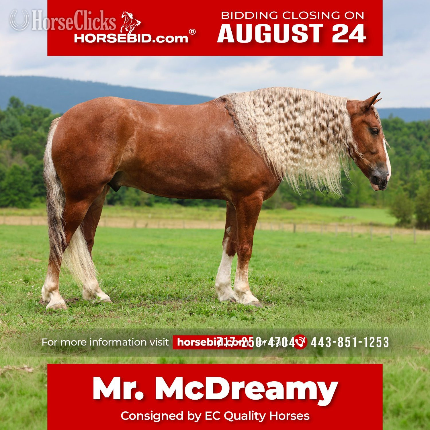 "Mr. McDreamy " Chestnut Gelding Draft in Pennsylvania