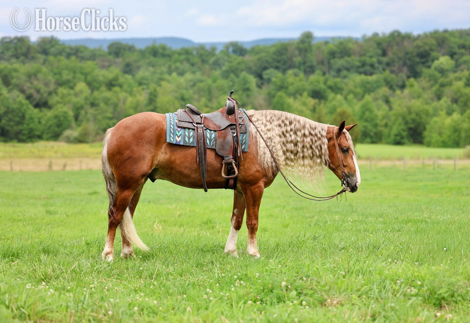 "Mr. McDreamy " Chestnut Gelding Draft