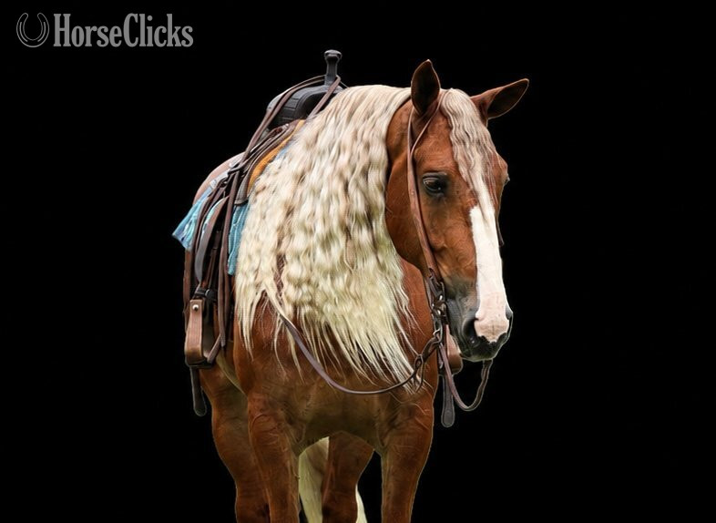 Pennsylvania "Mr. McDreamy " Chestnut Gelding Draft