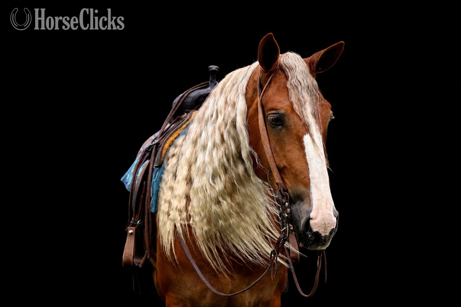 "Mr. McDreamy " Chestnut Gelding Draft - Draft in Pennsylvania