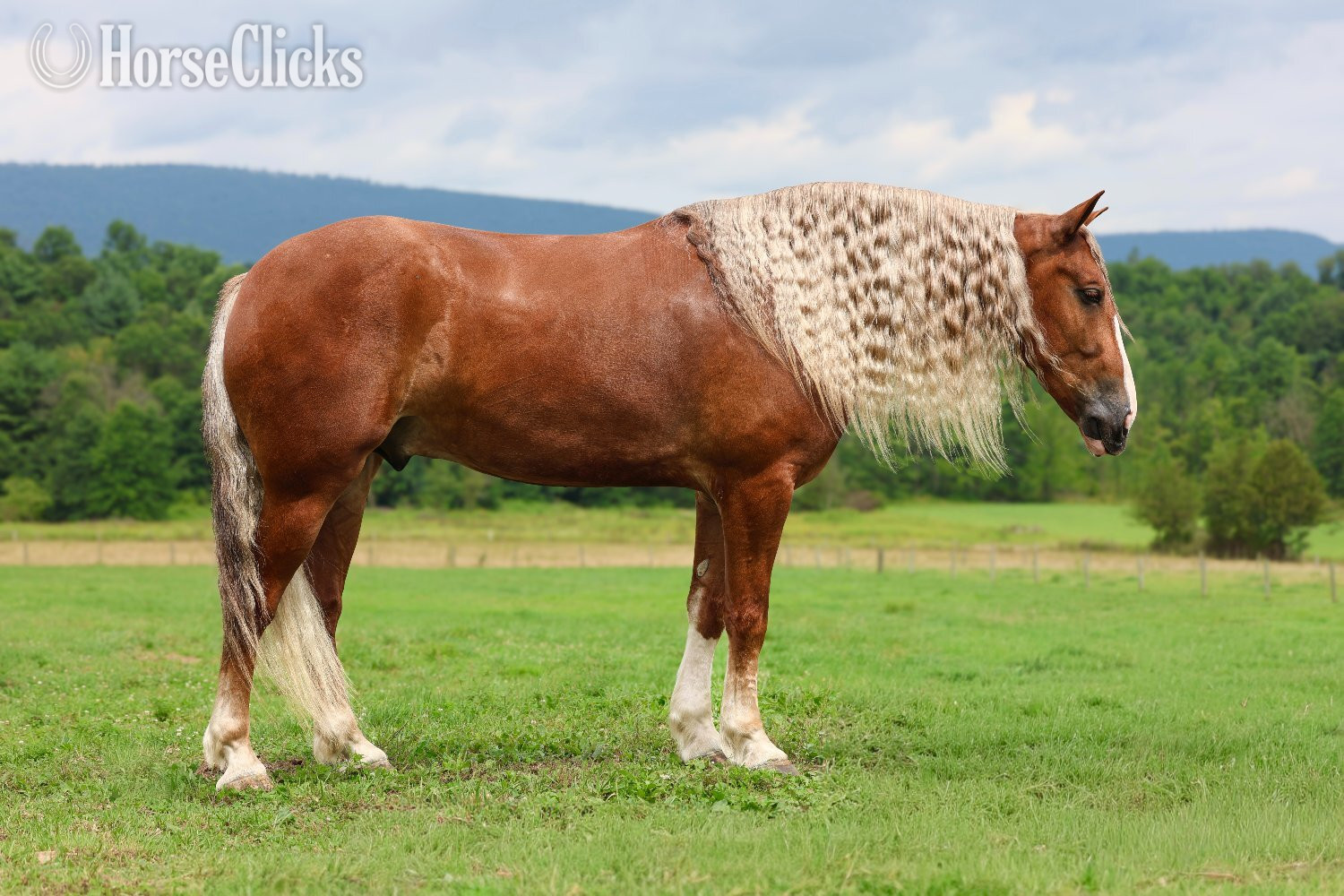 "Mr. McDreamy " Chestnut Gelding Draft - Draft