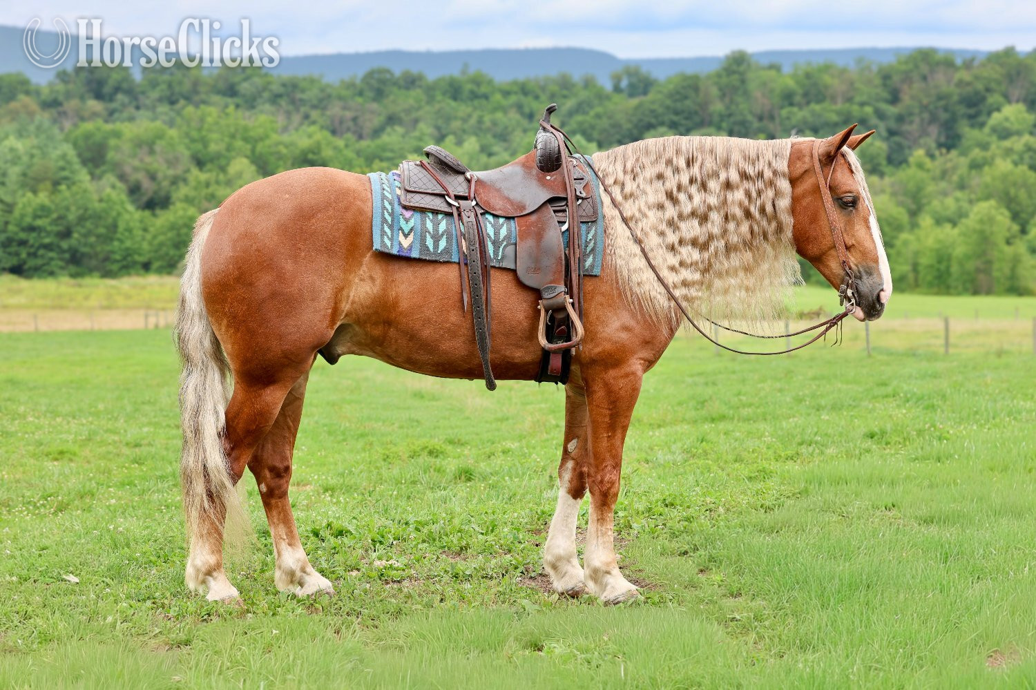"Mr. McDreamy " Chestnut Gelding Draft Pennsylvania