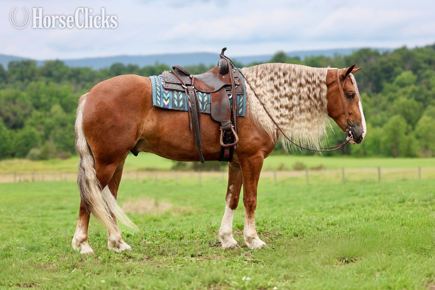 Draft - "Mr. McDreamy " Chestnut Gelding Draft in Pennsylvania
