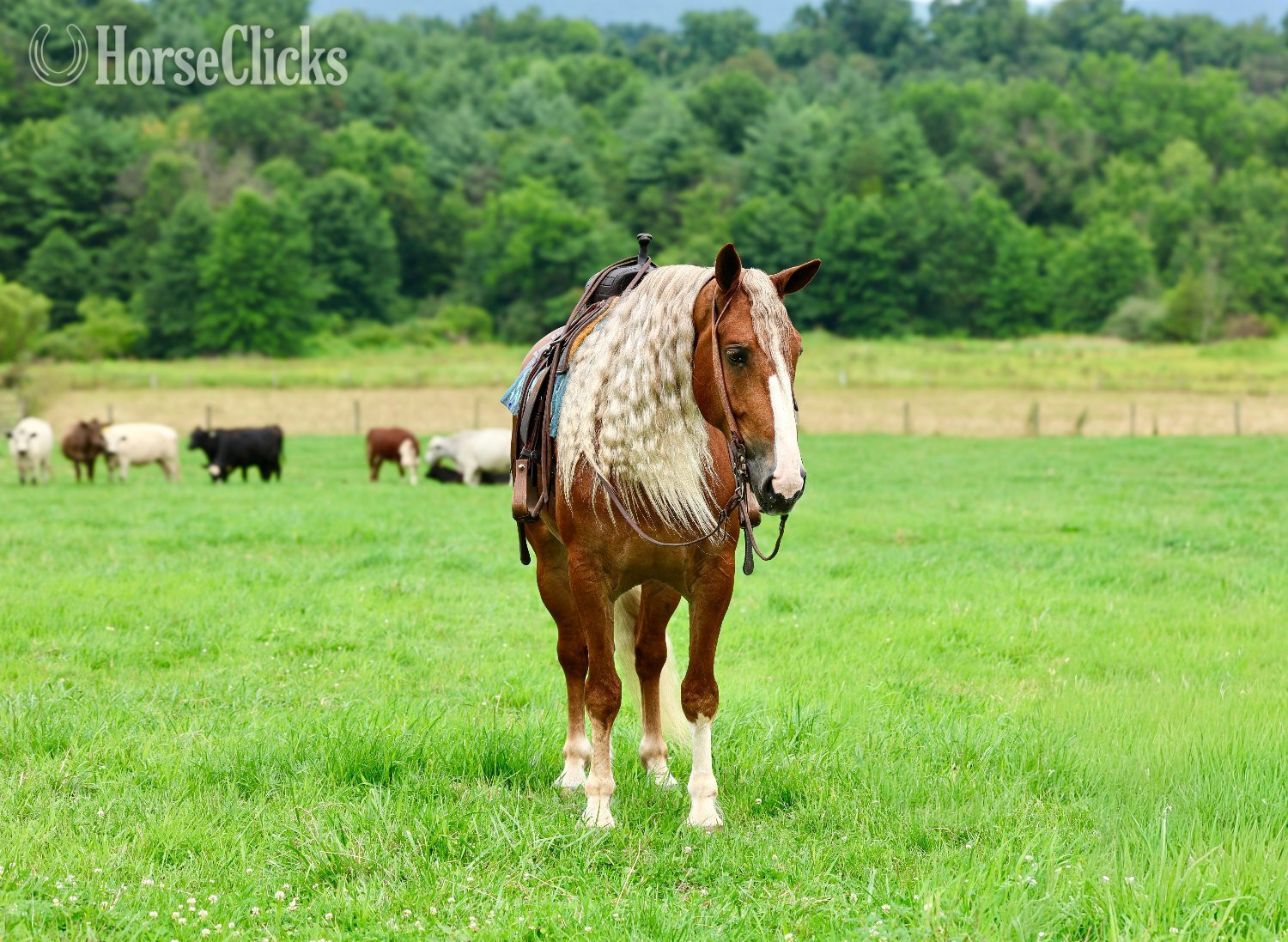 Draft - "Mr. McDreamy " Chestnut Gelding Draft