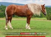 "Mr. McDreamy " Chestnut Gelding Draft