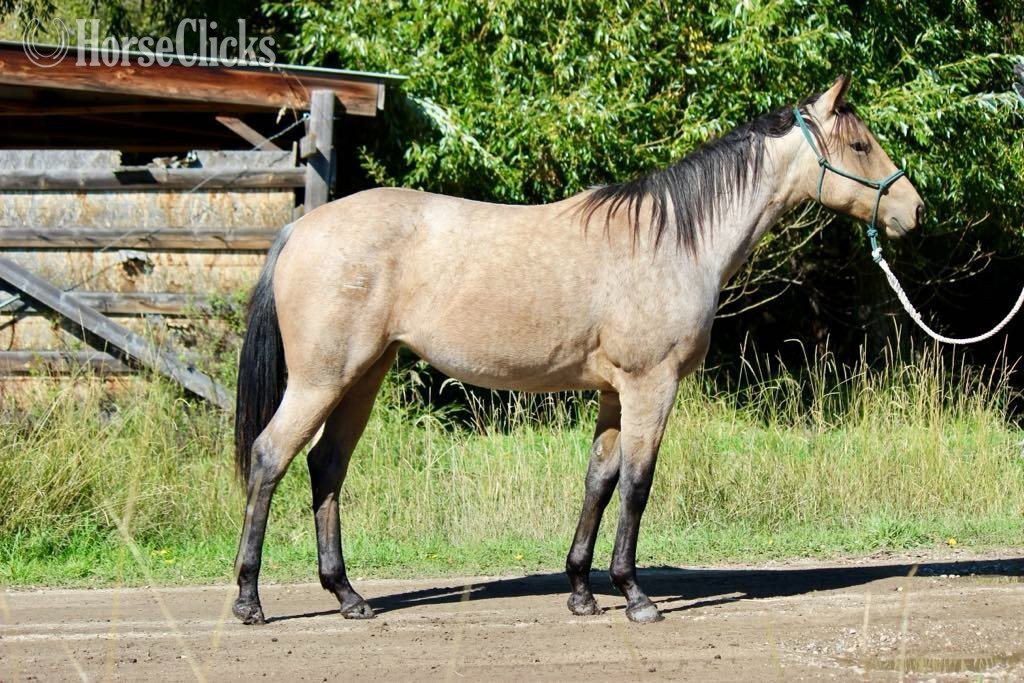"Shining Gem Spark aka Gem" Buckskin Filly Quarter Horse