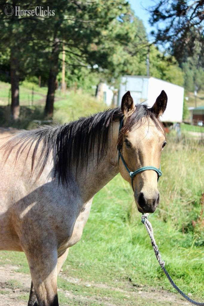 "Shining Gem Spark aka Gem" Buckskin Filly Quarter Horse - Quarter Horse in 
