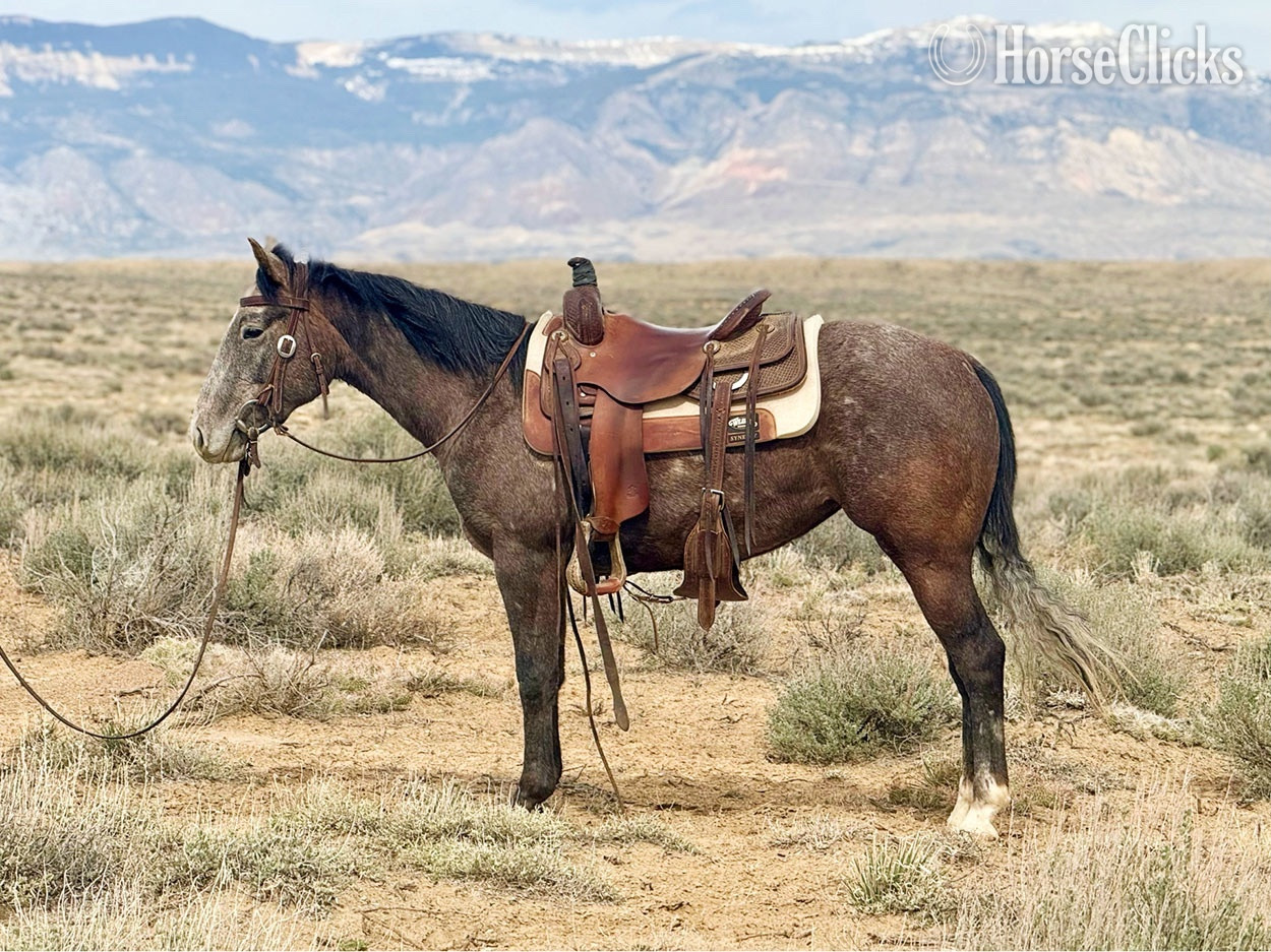 "Stella " Grey Mare Quarter Horse in Wyoming