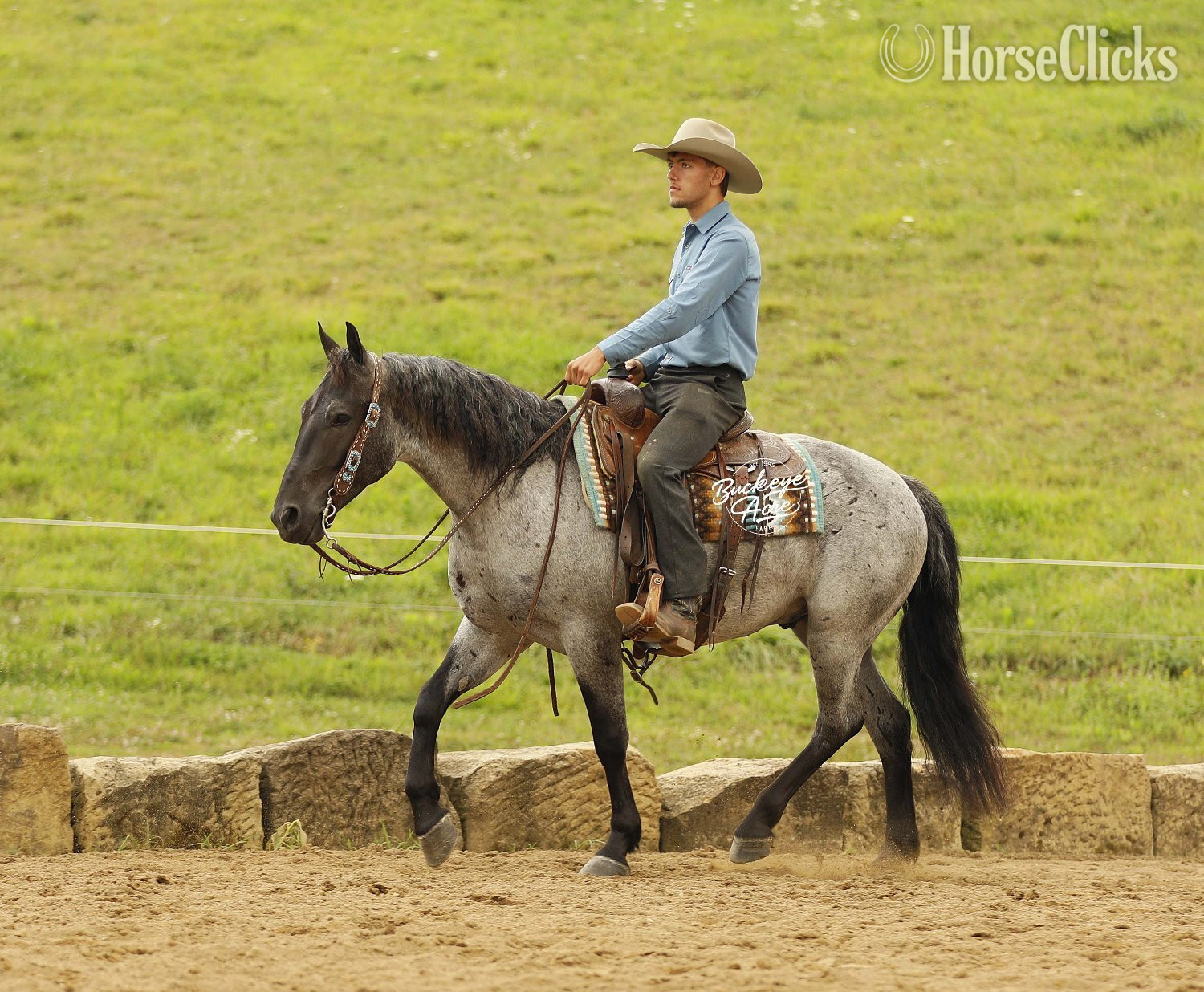"Seattle" Blue Roan Gelding Draft in Ohio