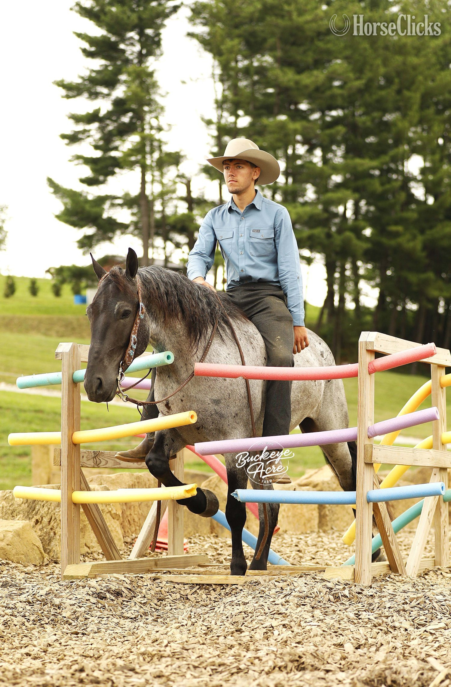 "Seattle" Blue Roan Gelding Draft