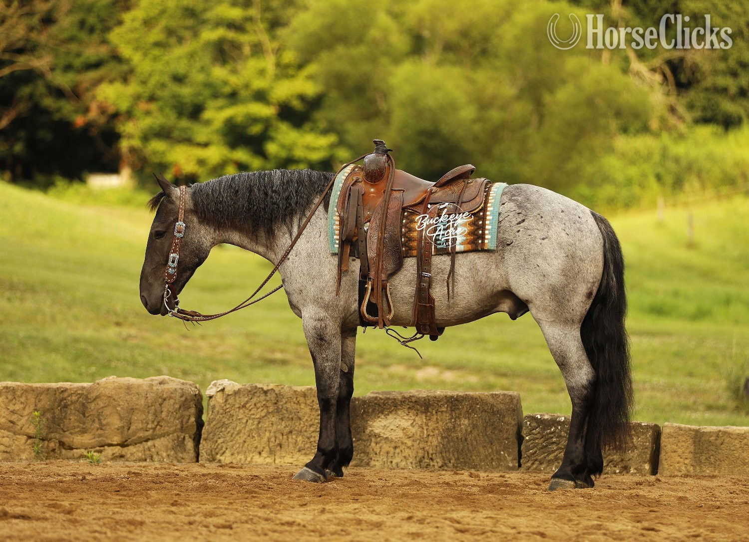 Ohio "Seattle" Blue Roan Gelding Draft