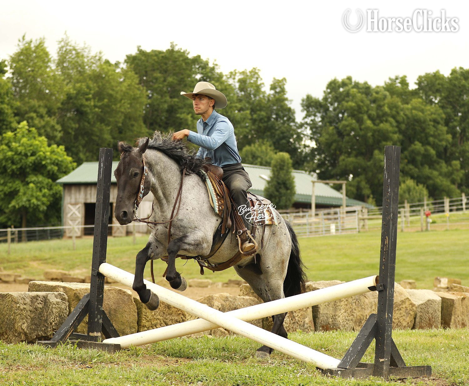 "Seattle" Blue Roan Gelding Draft - Draft in Ohio