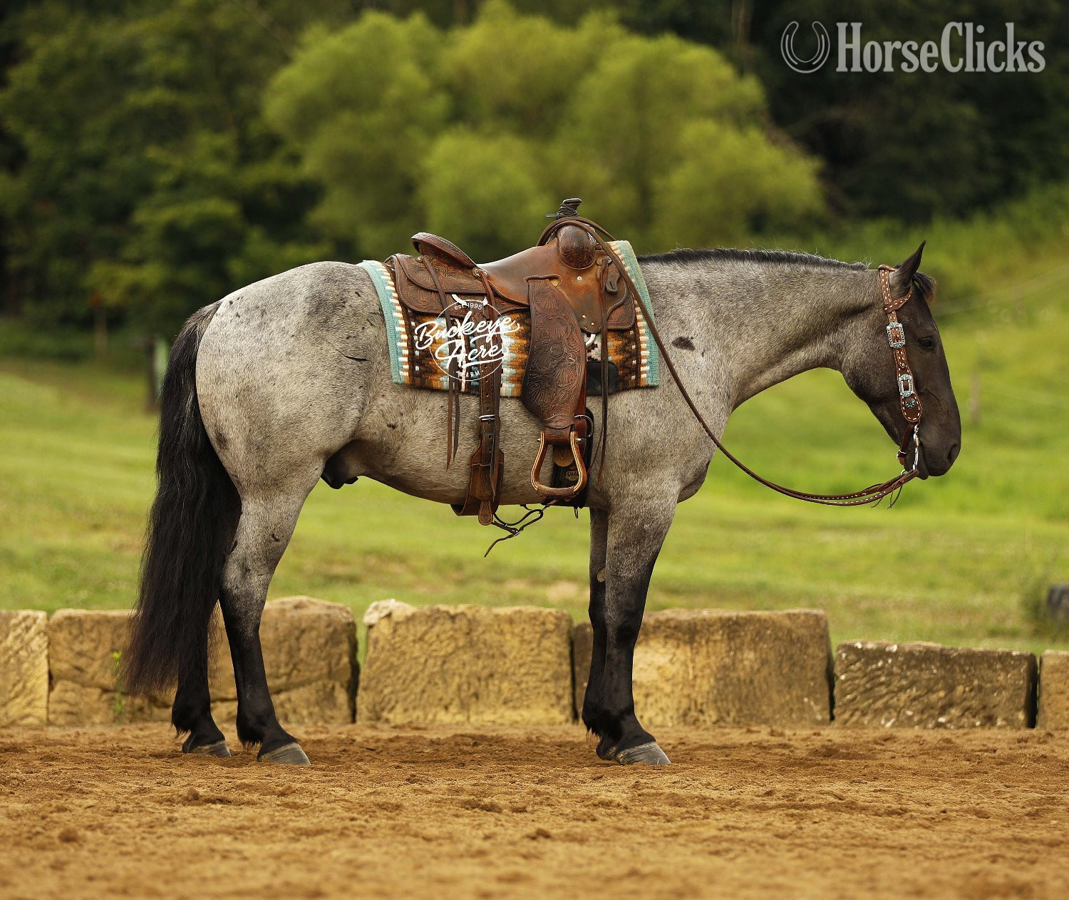 "Seattle" Blue Roan Gelding Draft - Draft