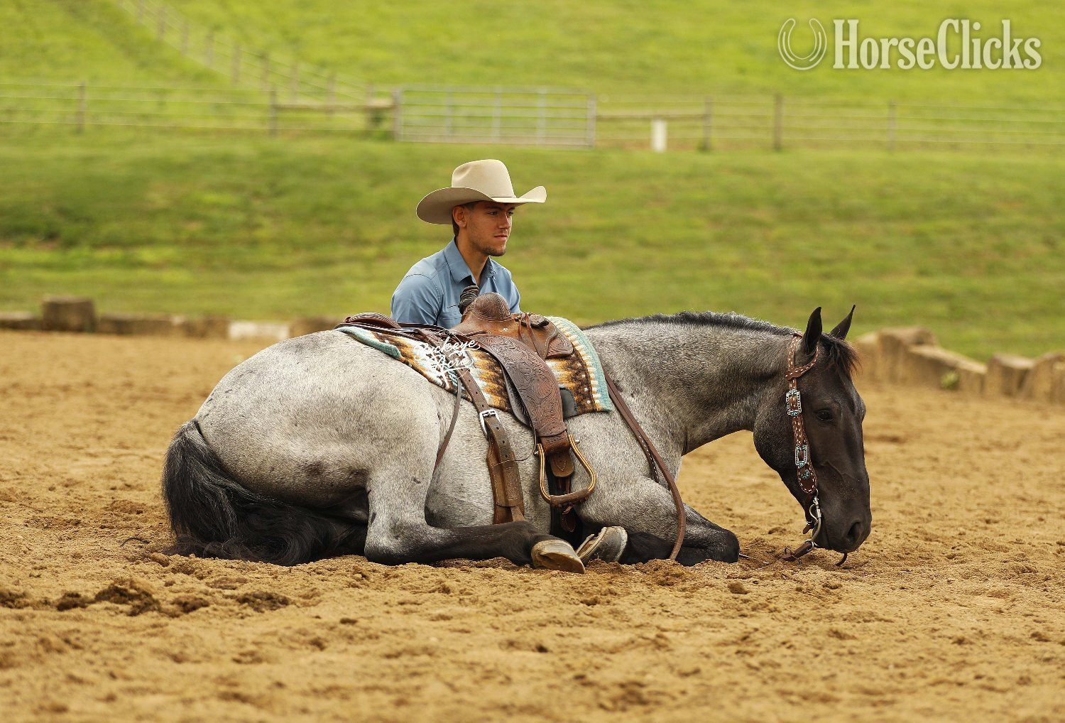 "Seattle" Blue Roan Gelding Draft Ohio