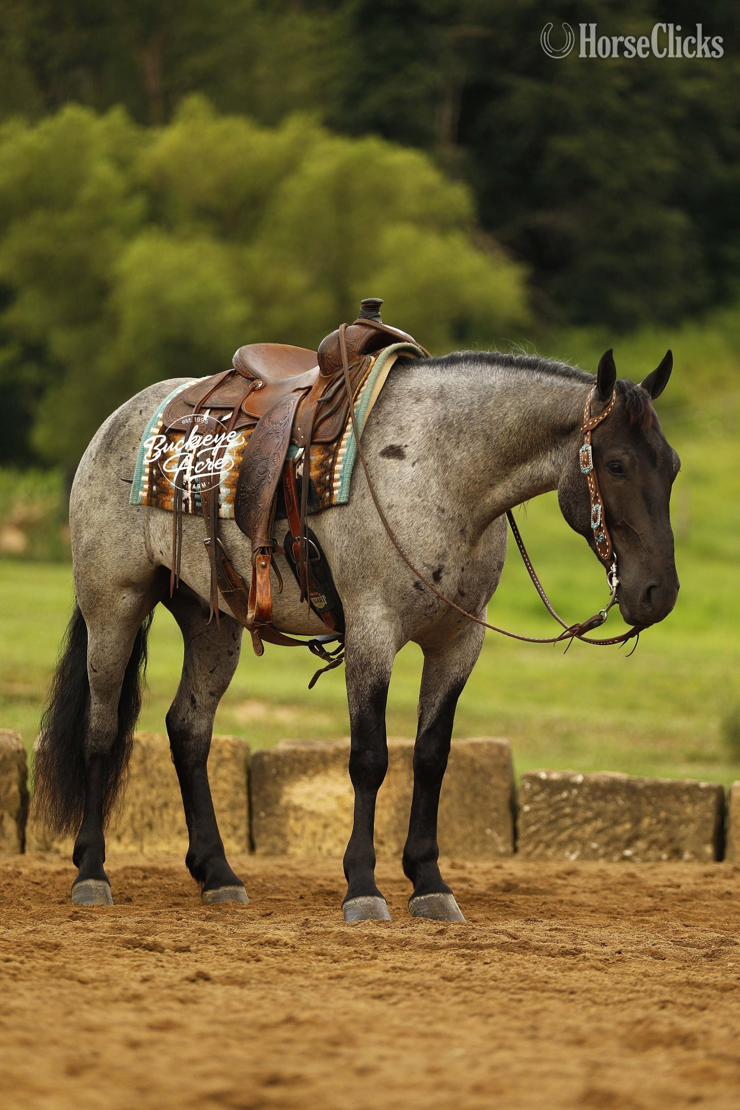 Draft - "Seattle" Blue Roan Gelding Draft in Ohio