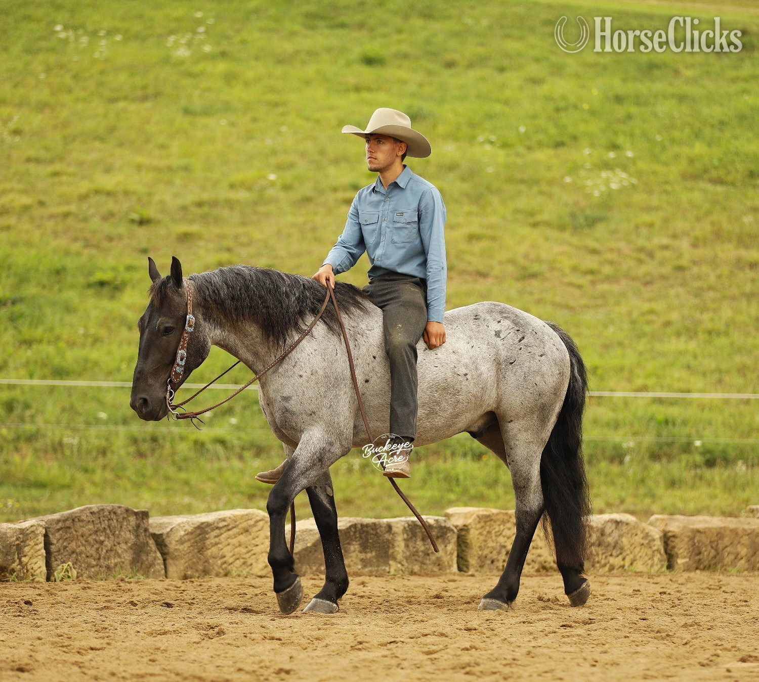 Draft - "Seattle" Blue Roan Gelding Draft