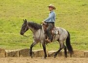 "Seattle" Blue Roan Gelding Draft