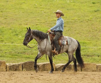 "Seattle" Blue Roan Gelding Draft