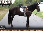 "Chance" Black Gelding Gypsy Vanner