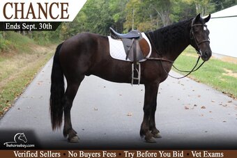 "Chance" Black Gelding Gypsy Vanner