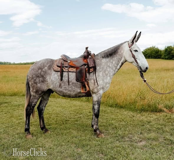 "Rambler" Dappled Gelding Mule in Virginia