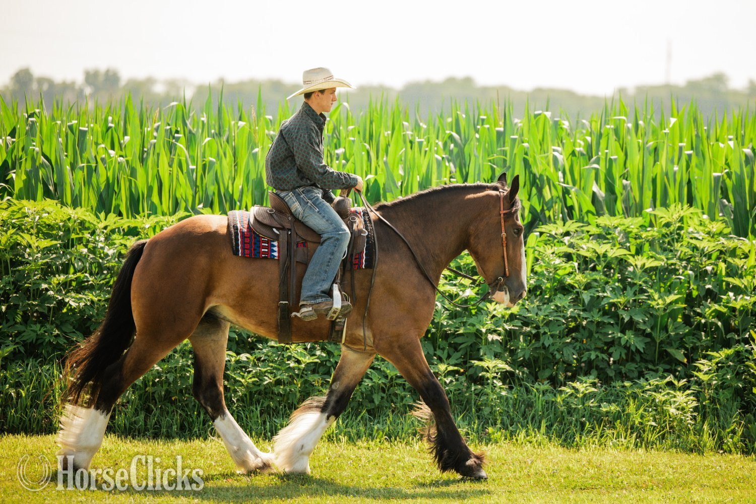 "Marston " Bay Gelding Clydesdale