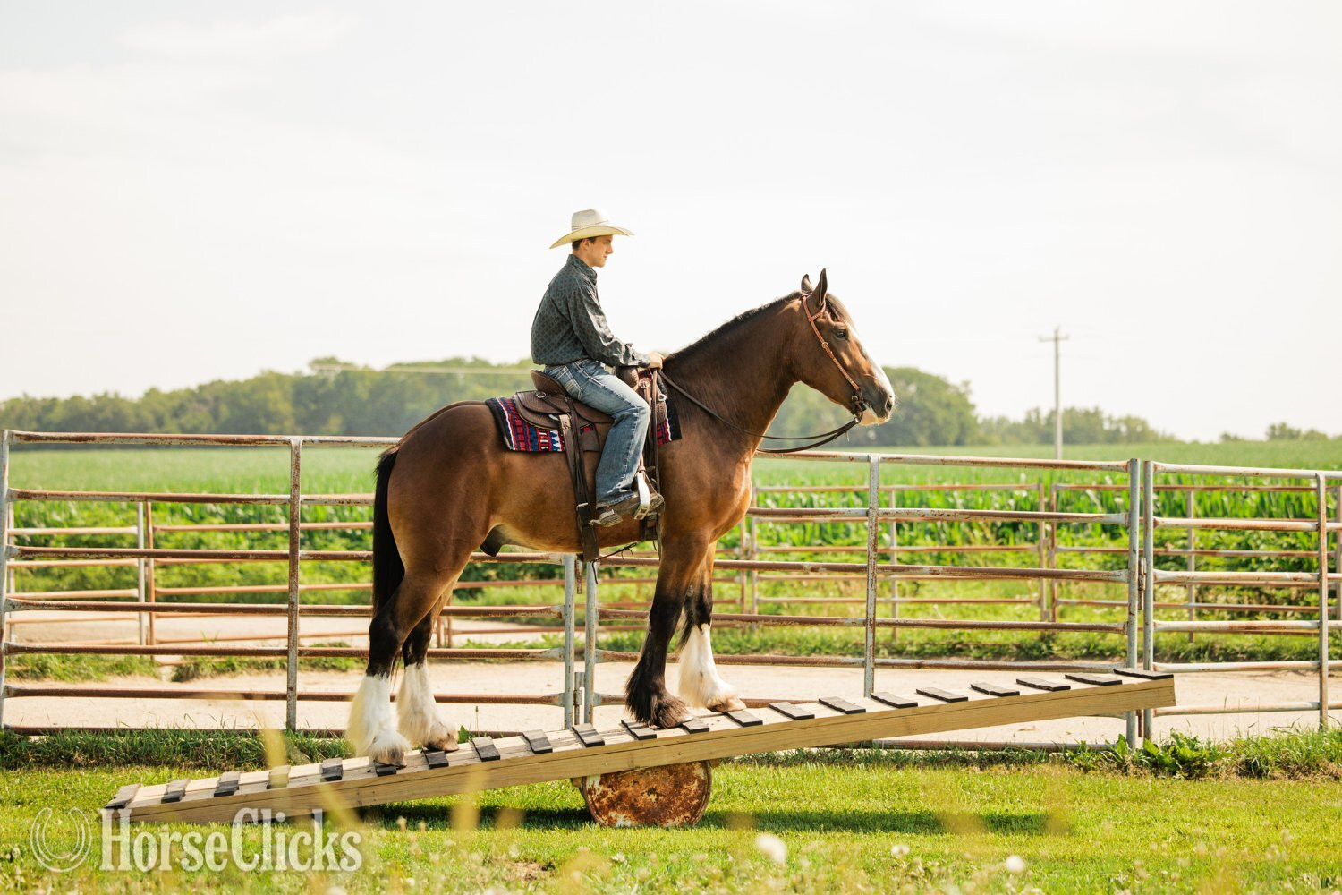 "Marston " Bay Gelding Clydesdale - Clydesdale in Iowa