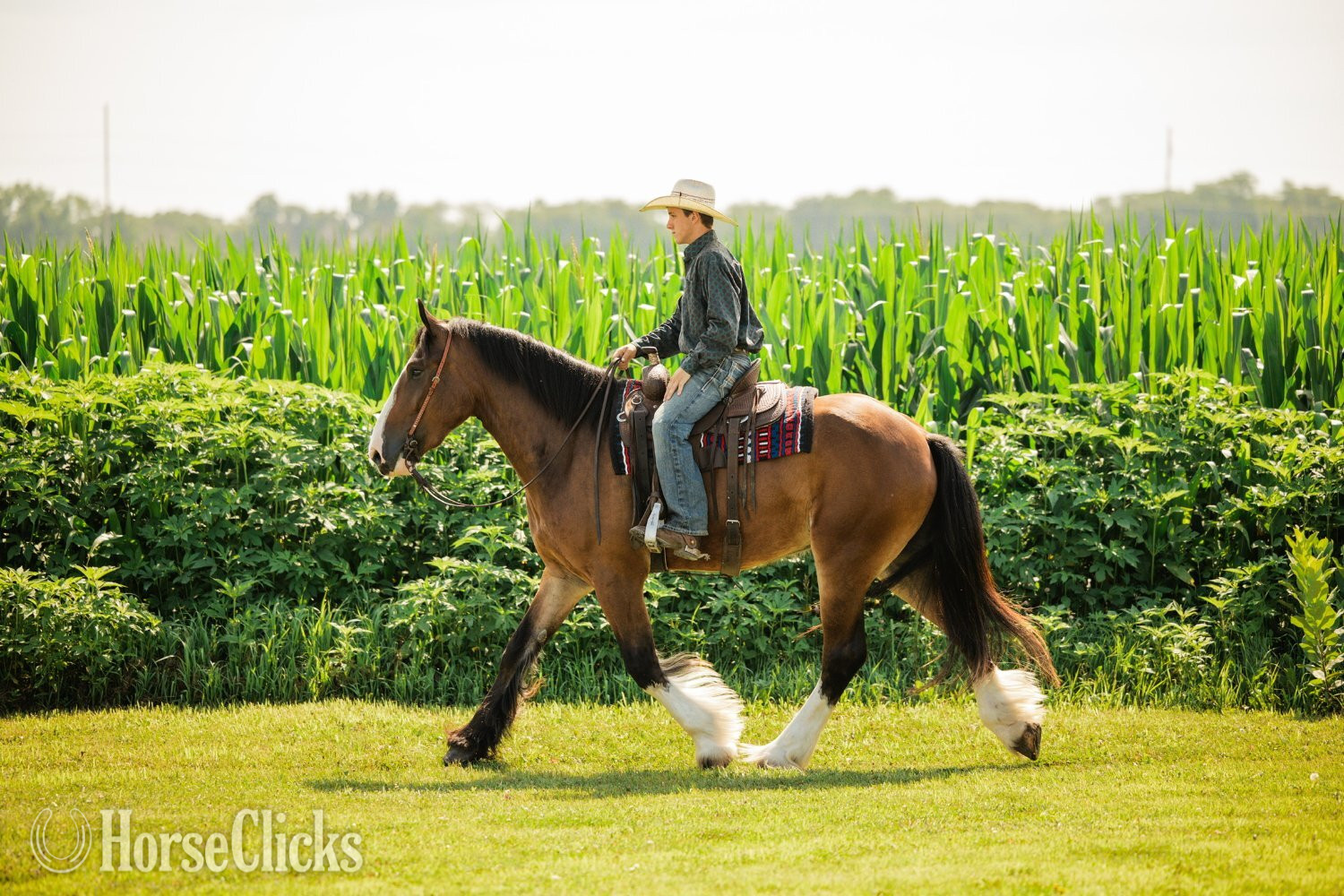 Iowa "Marston " Bay Gelding Clydesdale