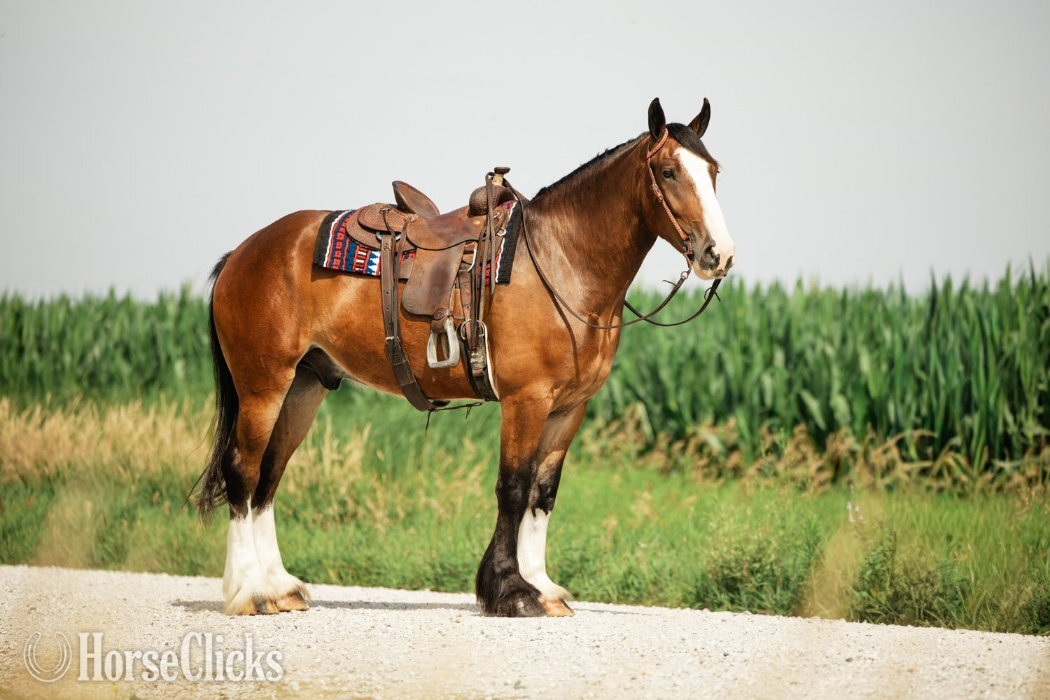 "Marston " Bay Gelding Clydesdale - Clydesdale