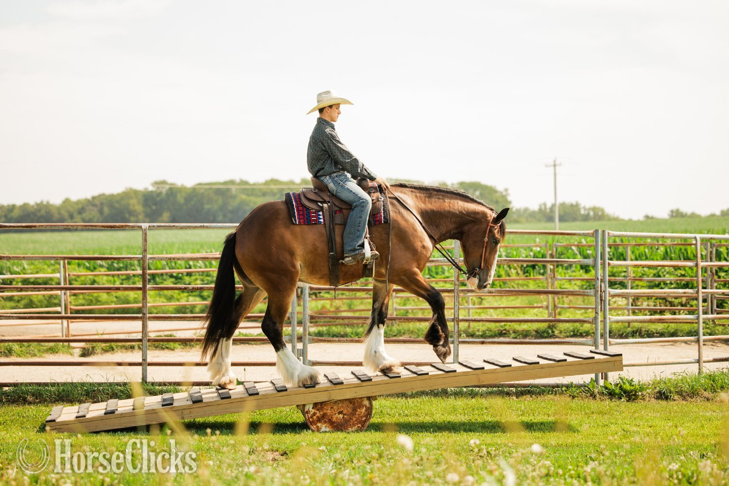 "Marston " Bay Gelding Clydesdale Iowa