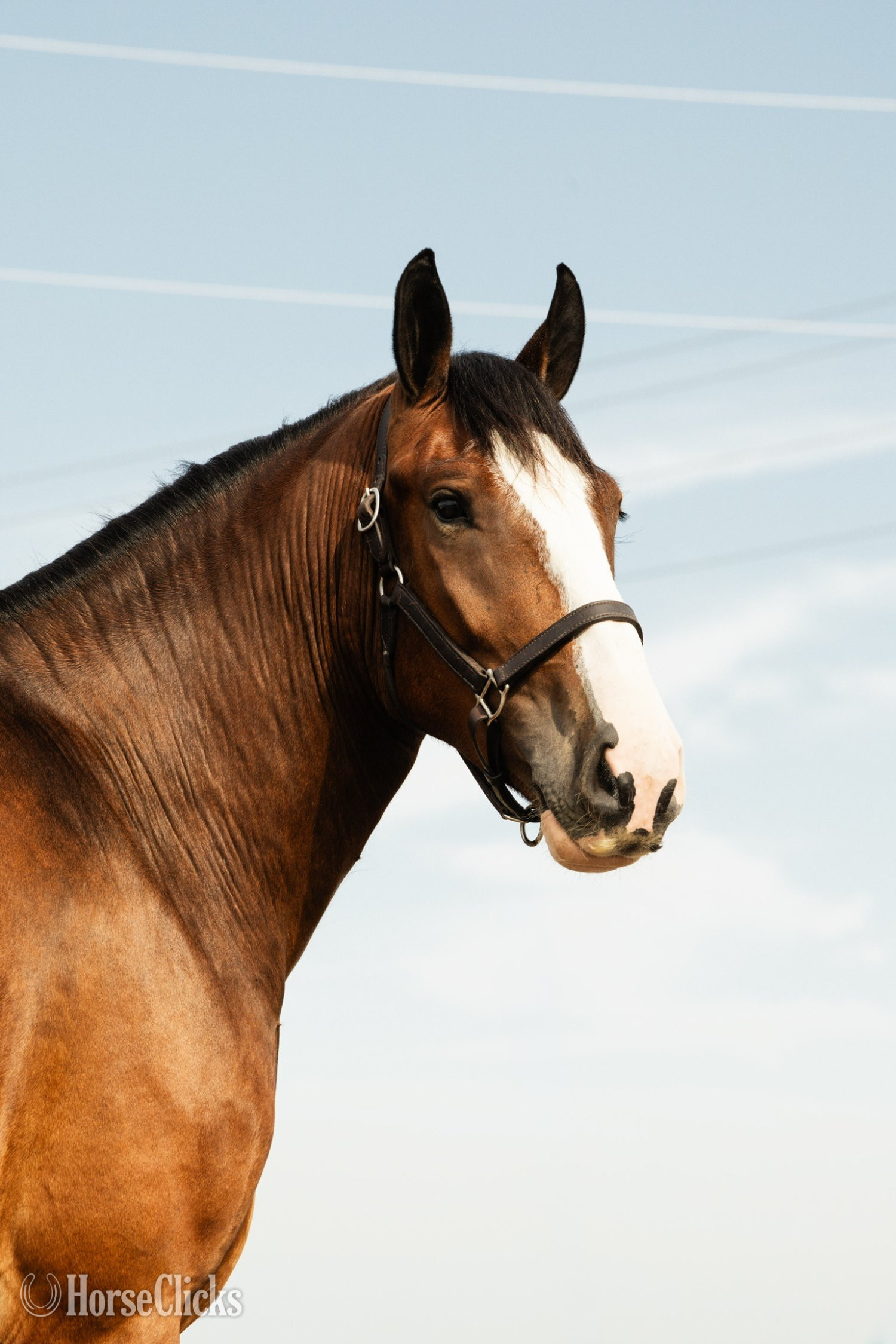 Clydesdale - "Marston " Bay Gelding Clydesdale in Iowa
