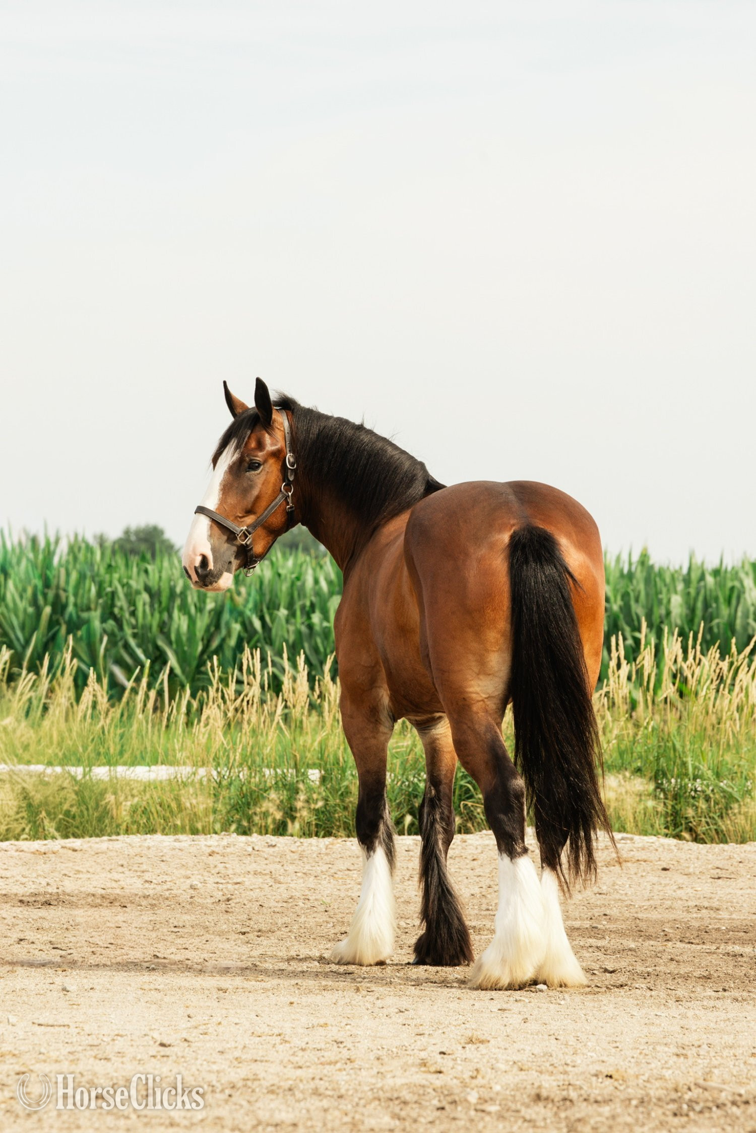 Clydesdale - "Marston " Bay Gelding Clydesdale