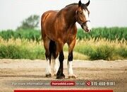 "Marston " Bay Gelding Clydesdale