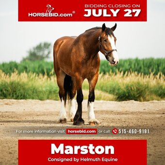 "Marston " Bay Gelding Clydesdale