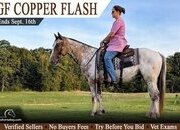 "GF Copper Flash" Bay Gelding Gypsy Vanner