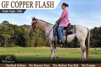 "GF Copper Flash" Bay Gelding Gypsy Vanner