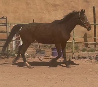 "Aida" Bay Mare Dutch Warmblood