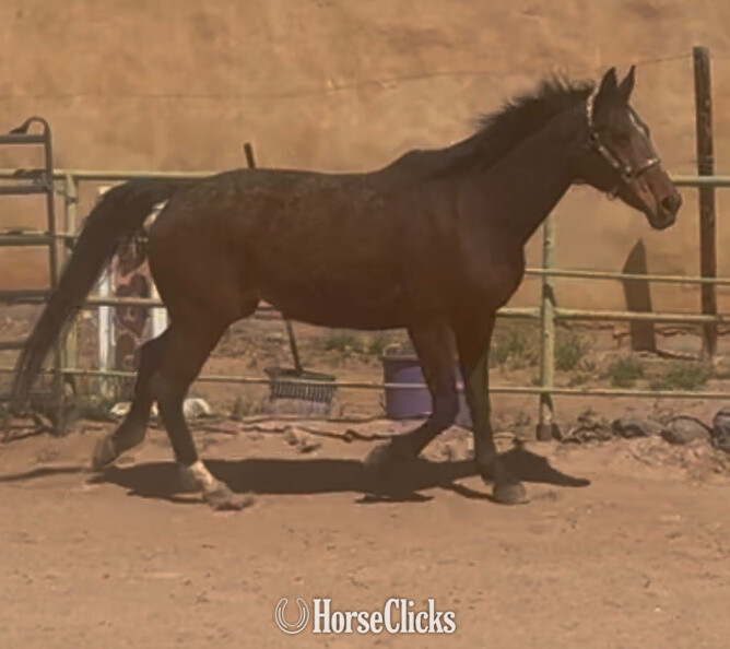 "Aida" Bay Mare Dutch Warmblood in New Mexico
