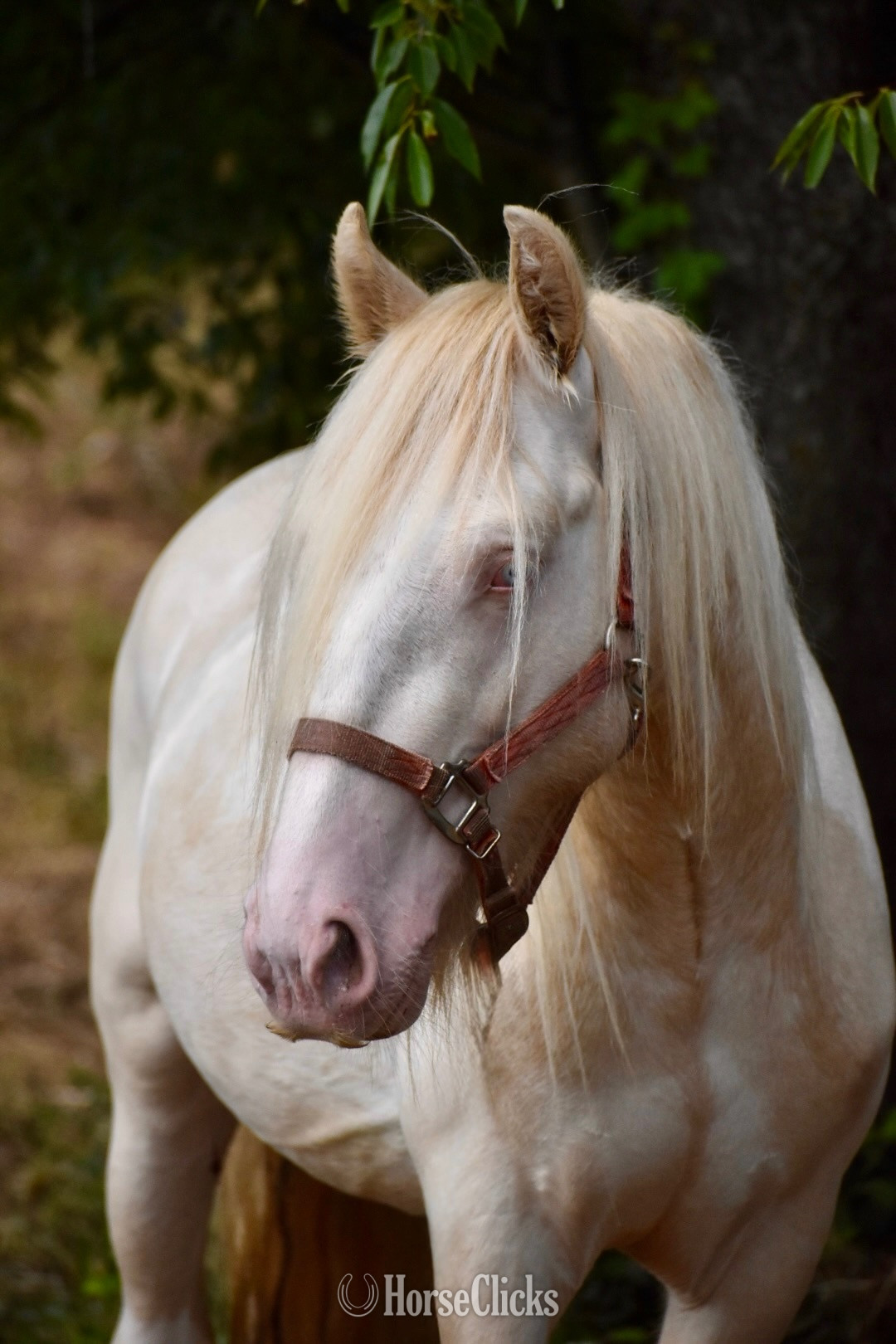 "SB Standing Ovation" Perlino Stallion Gypsy Vanner in Ohio