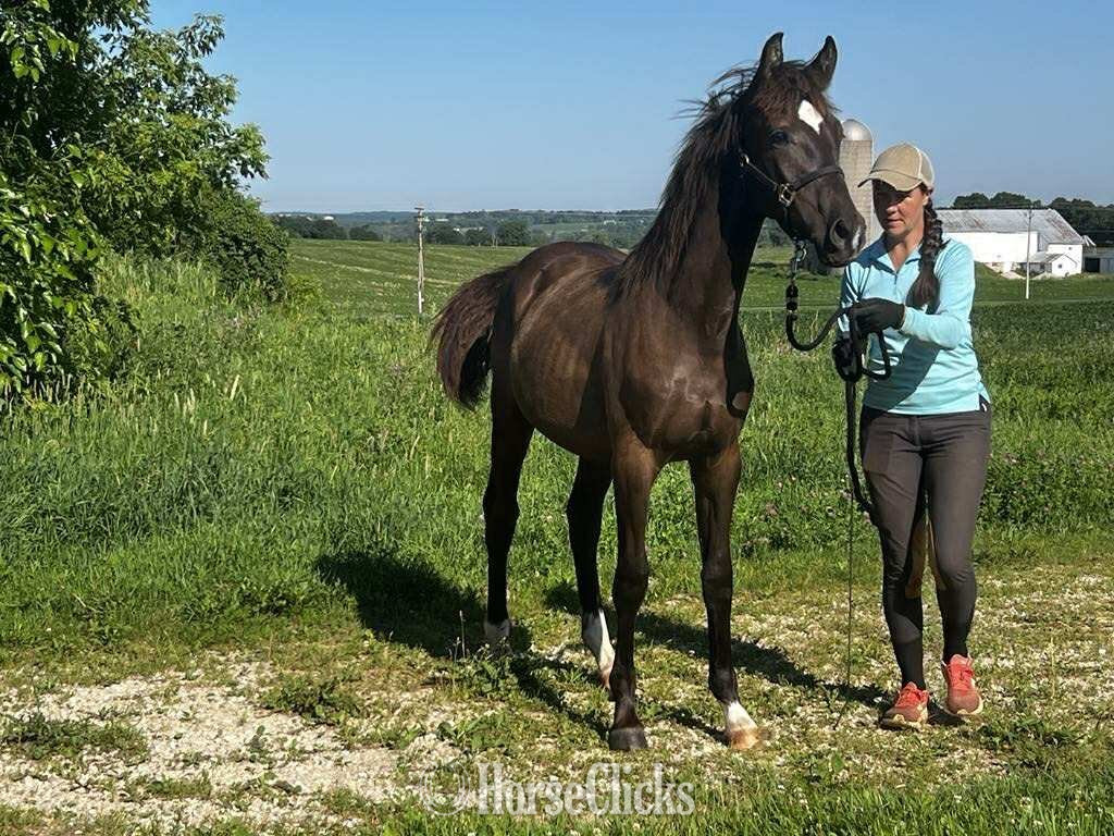 "2024 black gelding out of Lena by Gavril" Black Gelding Warmblood in Wisconsin