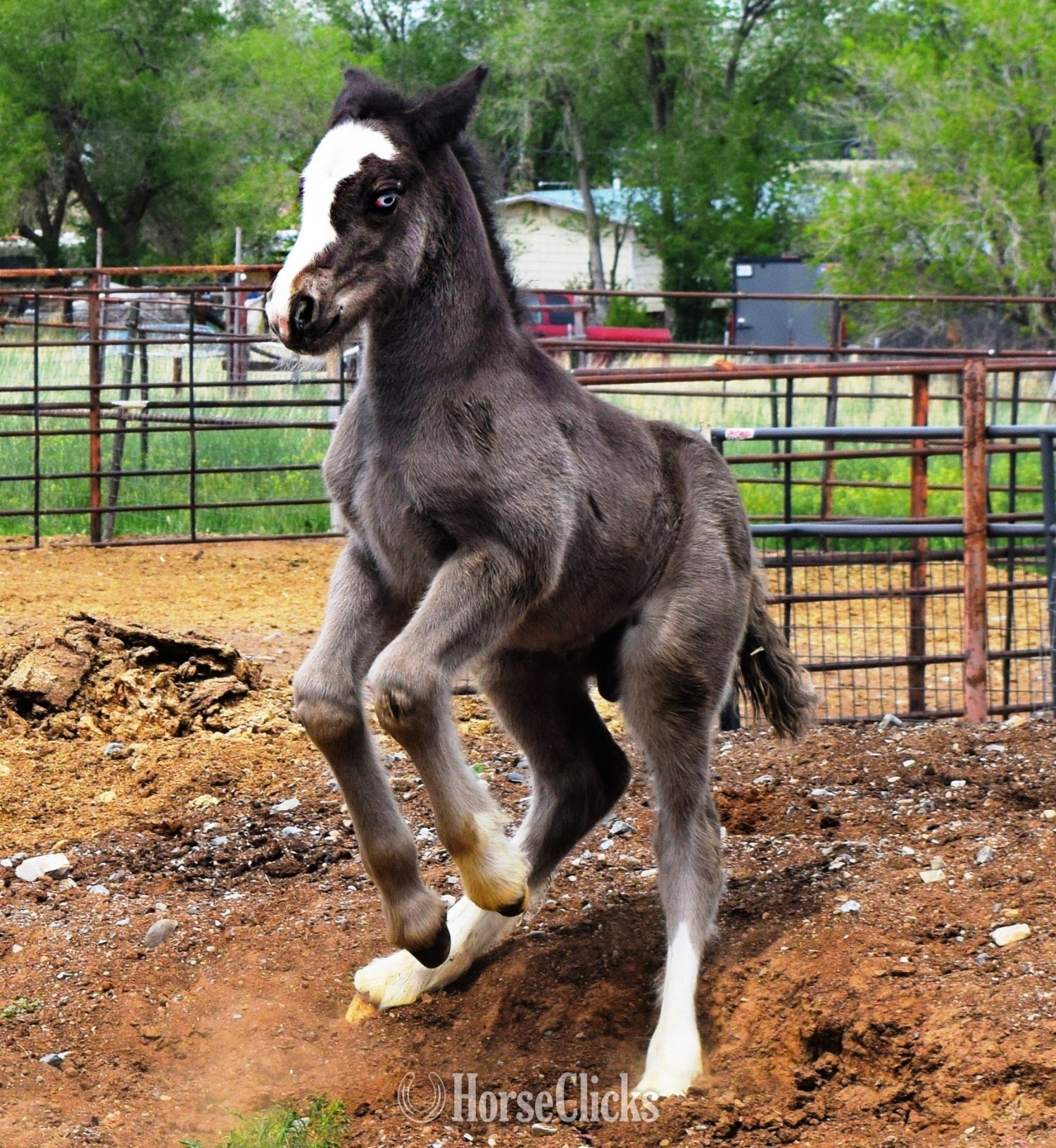 "FKGH Django" Black Colt Gypsy Vanner in Utah