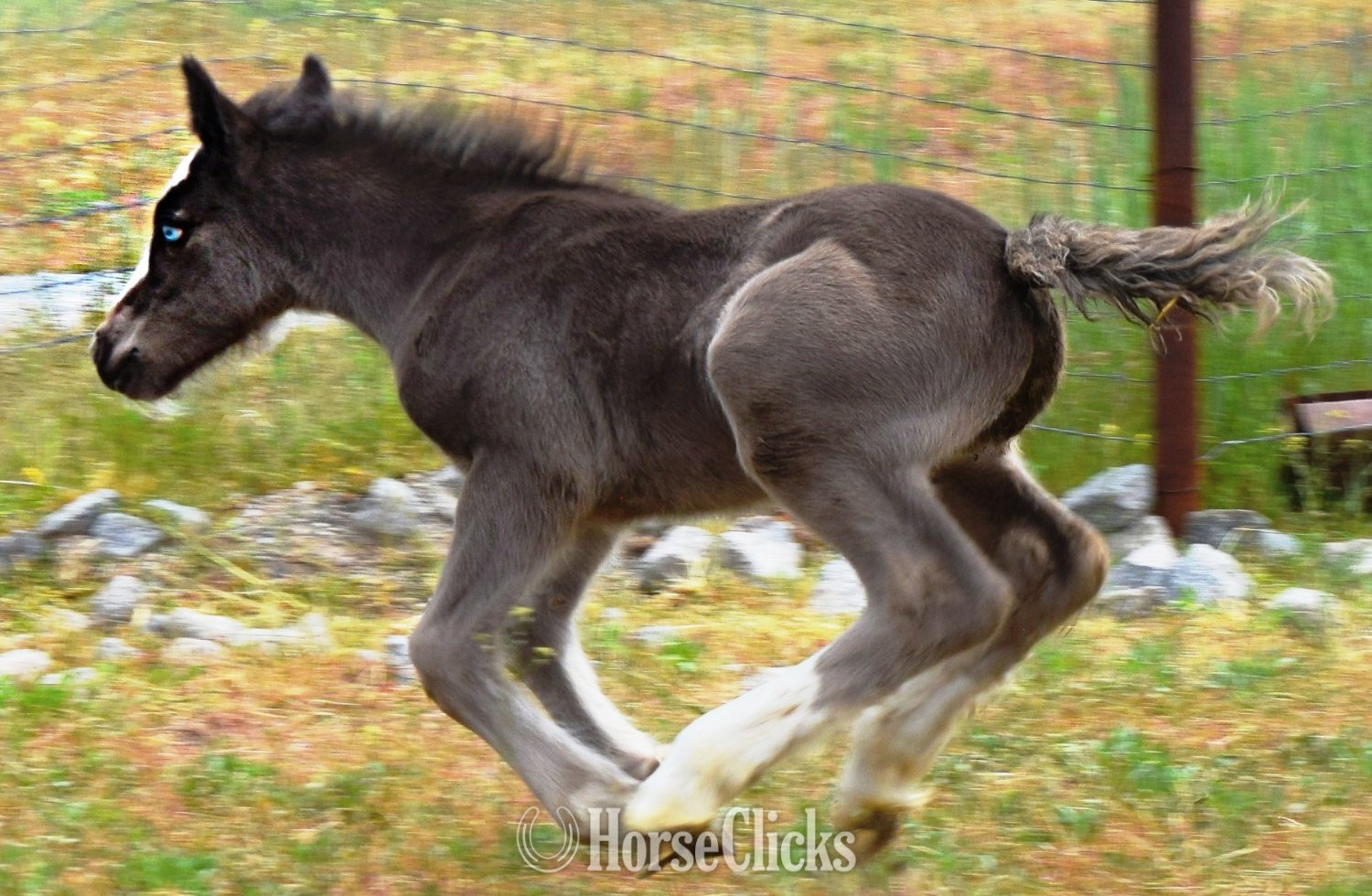 "FKGH Django" Black Colt Gypsy Vanner