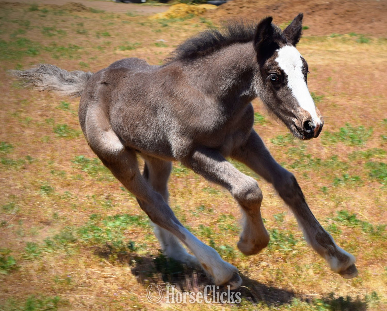 Utah "FKGH Django" Black Colt Gypsy Vanner