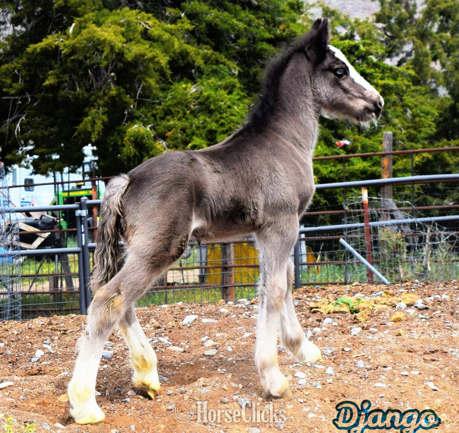 "FKGH Django" Black Colt Gypsy Vanner - Gypsy Vanner in Utah