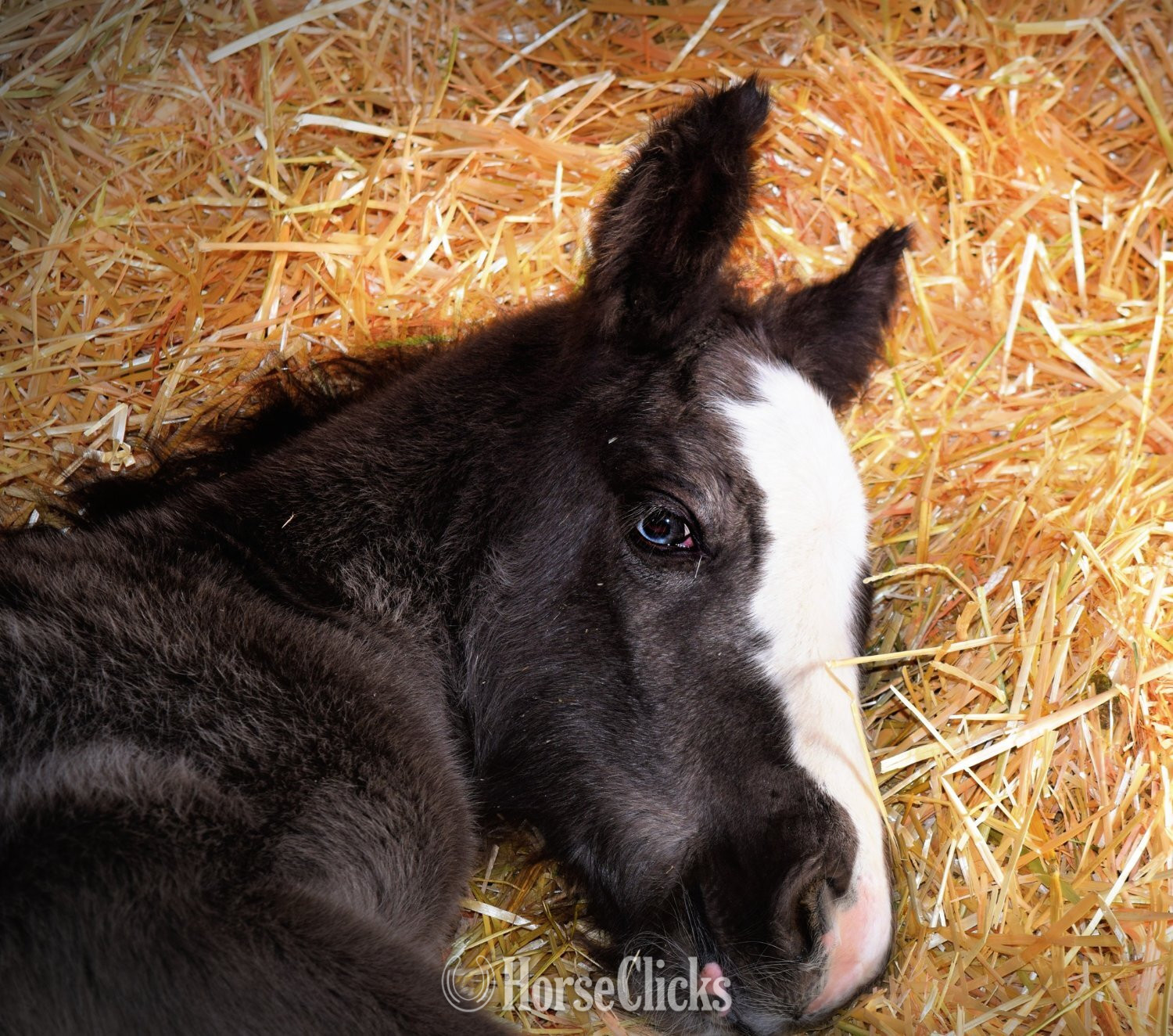 "FKGH Django" Black Colt Gypsy Vanner - Gypsy Vanner