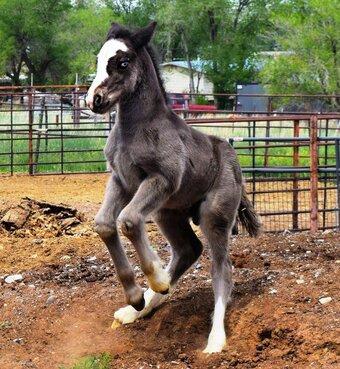 "FKGH Django" Black Colt Gypsy Vanner