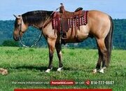 "Doc" Buckskin Gelding Quarter Horse
