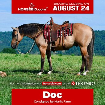 "Doc" Buckskin Gelding Quarter Horse